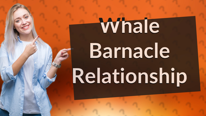 Whale Barnacle Relationship