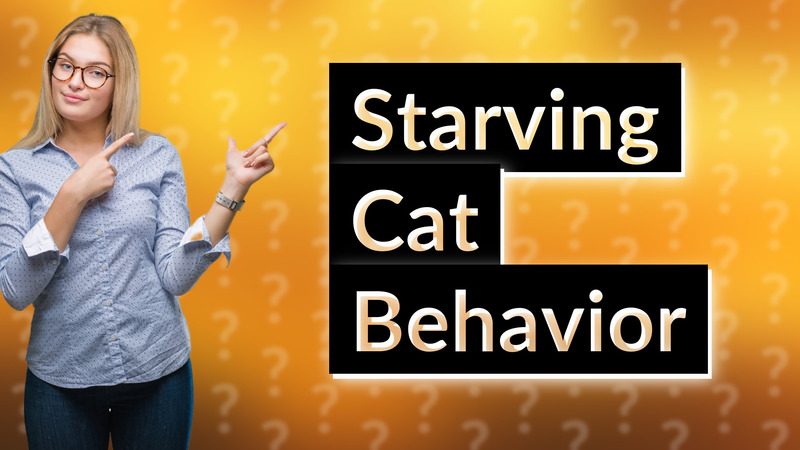 Starving Cat Behavior