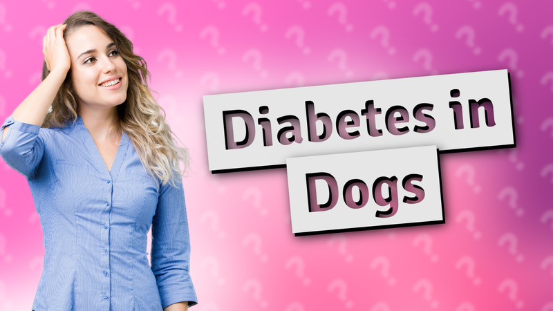 Diabetes in Dogs