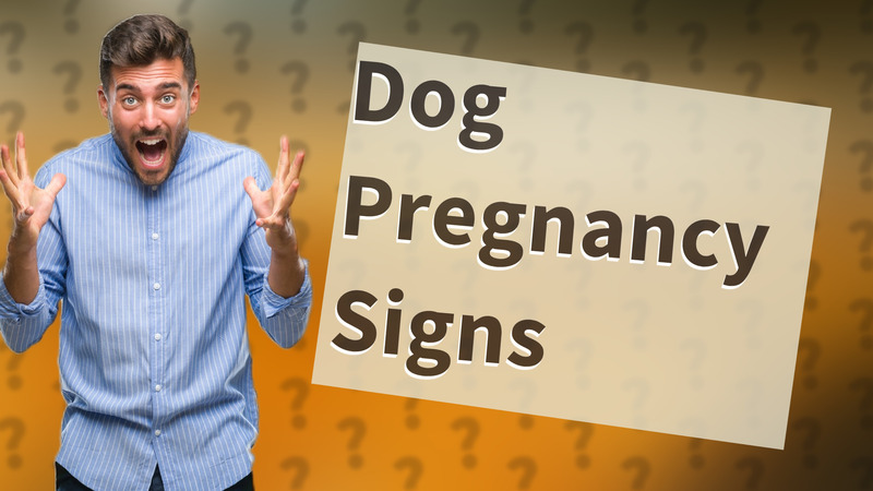 Dog Pregnancy Signs