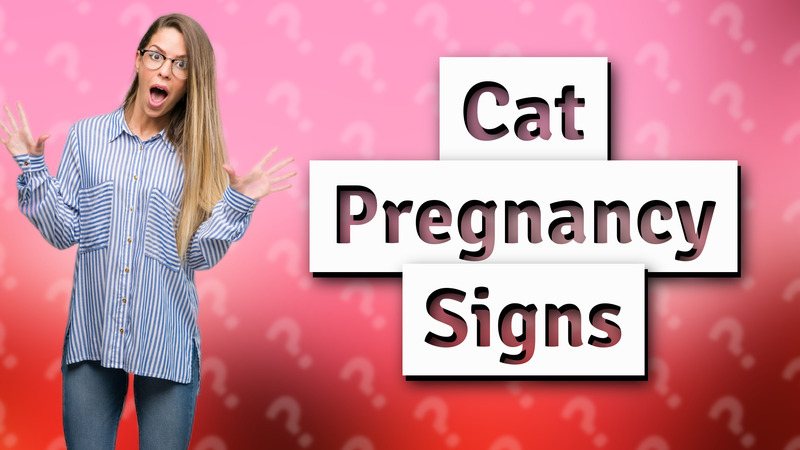 Cat Pregnancy Signs