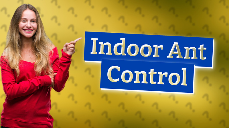 Indoor Ant Control