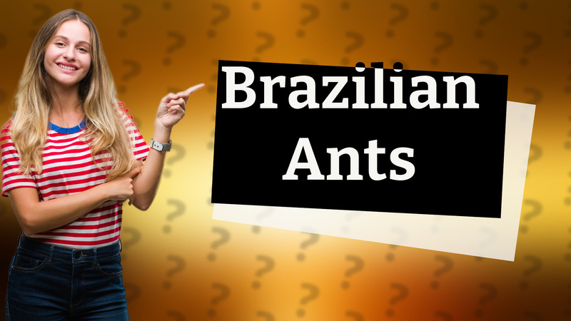 Brazilian Ants