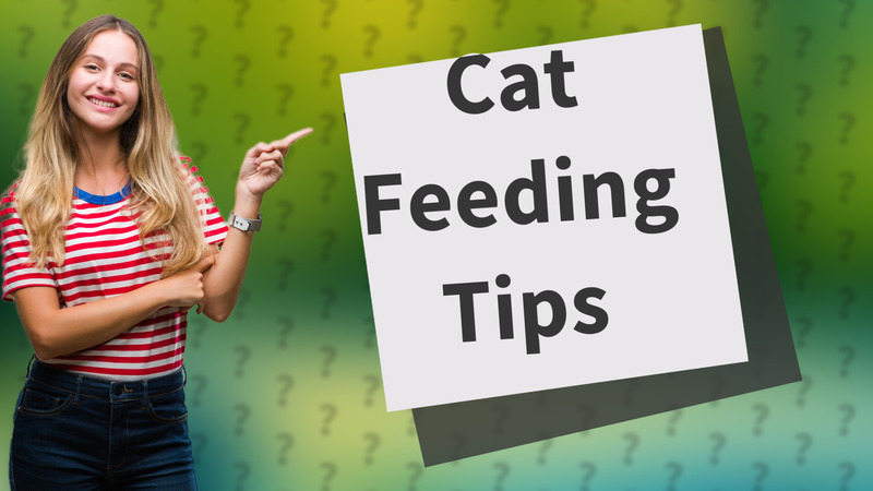 Cat Feeding Tips