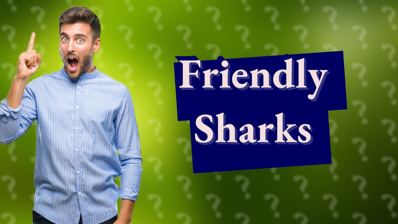 Friendly Sharks