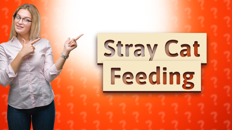 Stray Cat Feeding