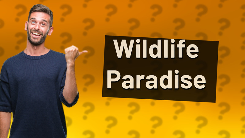 Wildlife Paradise