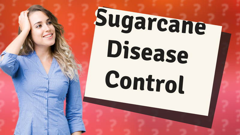 Sugarcane Disease Control
