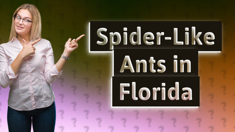 Spider-Like Ants in Florida