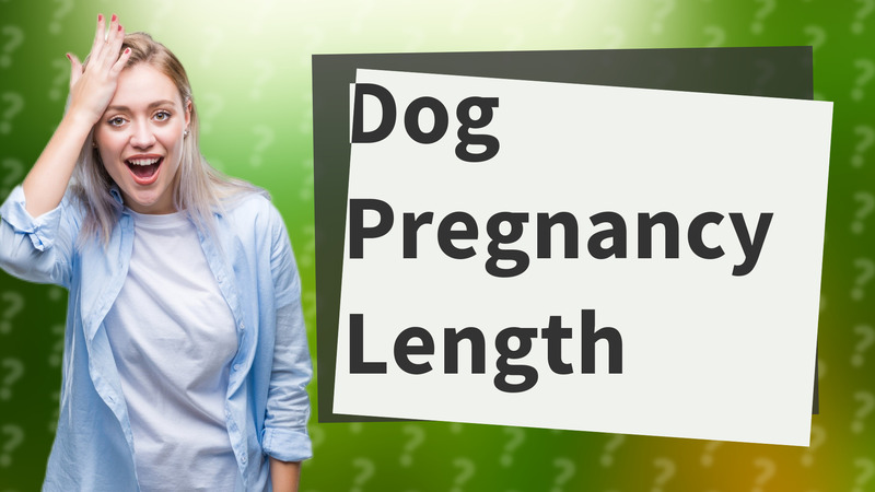 Dog Pregnancy Length