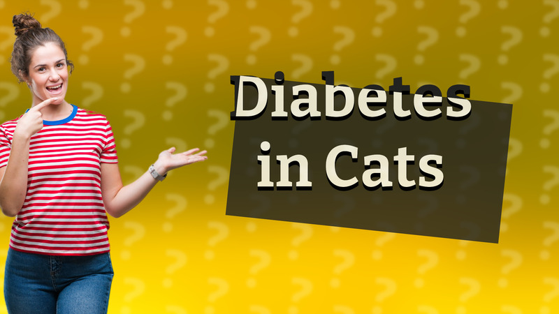 Diabetes in Cats