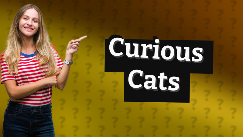 Curious Cats
