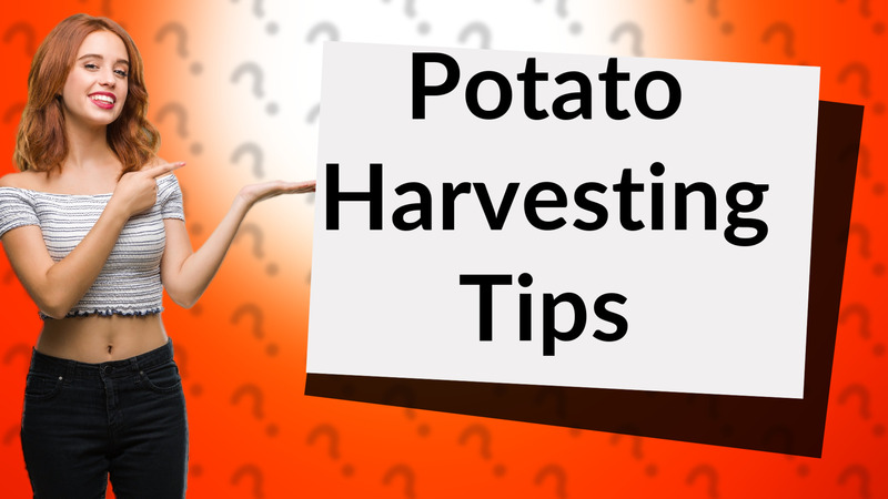 Potato Harvesting Tips