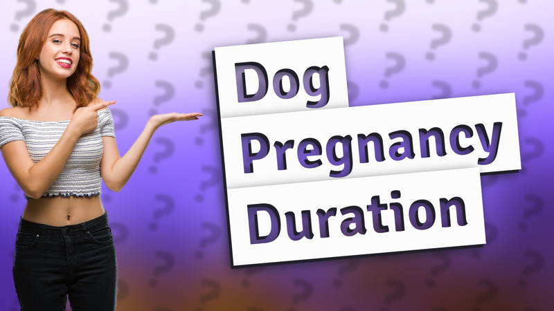 Dog Pregnancy Duration