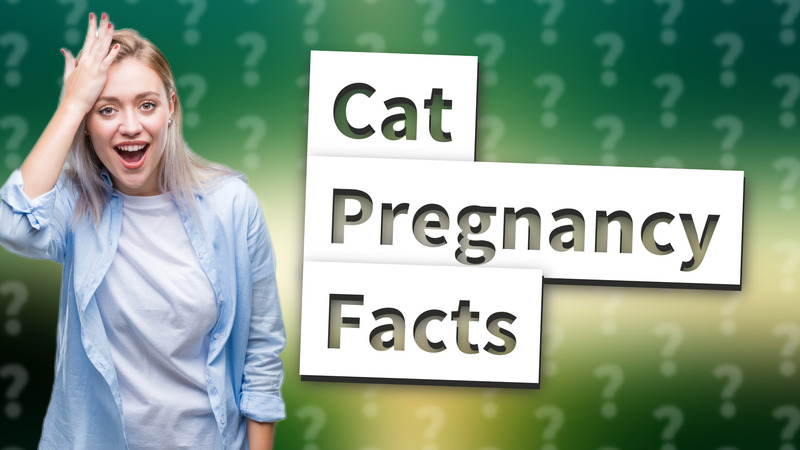 Cat Pregnancy Facts