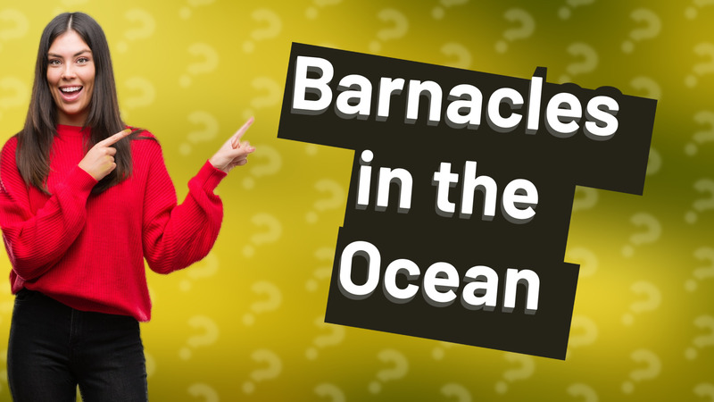 Barnacles in the Ocean