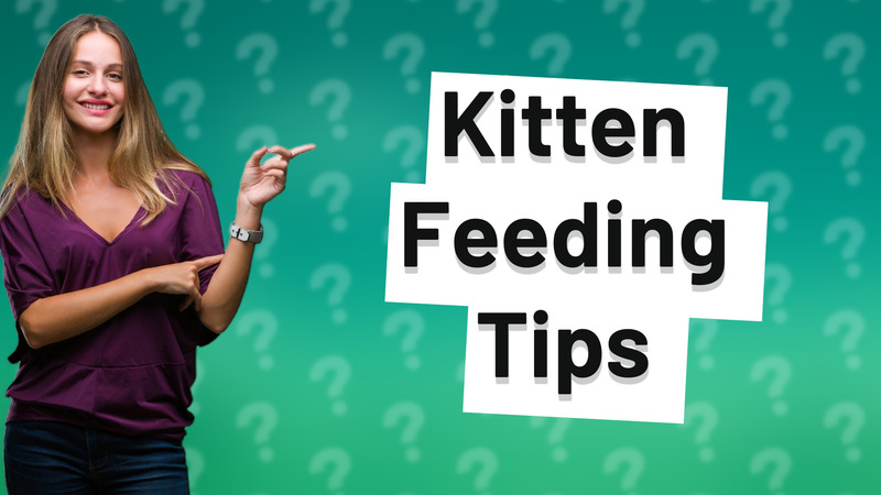 Kitten Feeding Tips