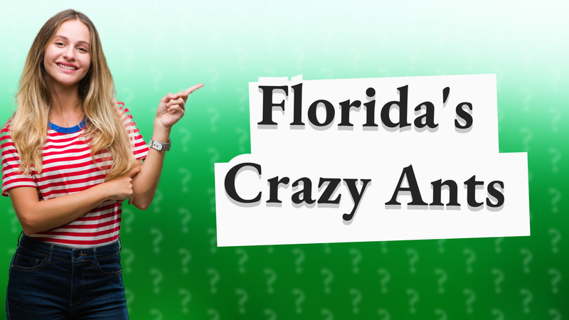 Florida's Crazy Ants