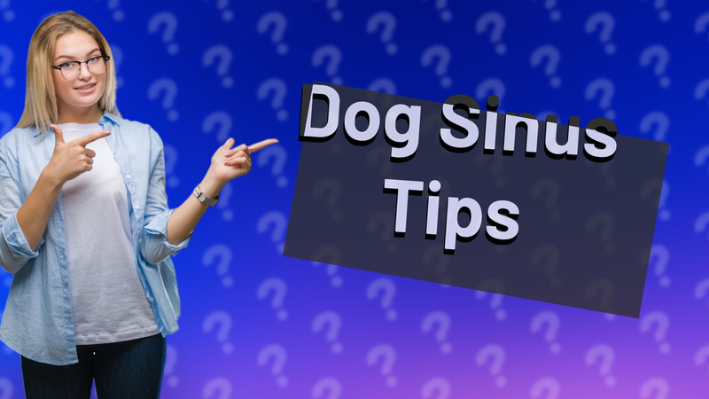 Dog Sinus Tips