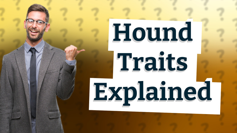 Hound Traits Explained