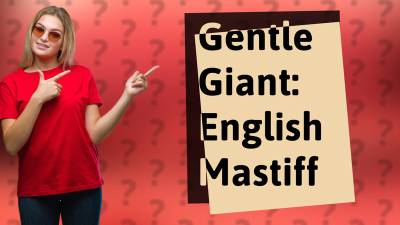 Gentle Giant: English Mastiff