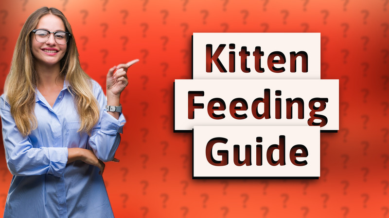 Kitten Feeding Guide