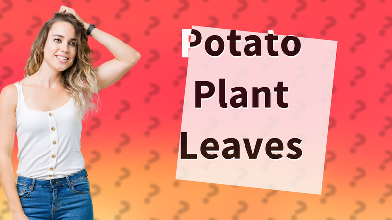 Potato Plant Leaves