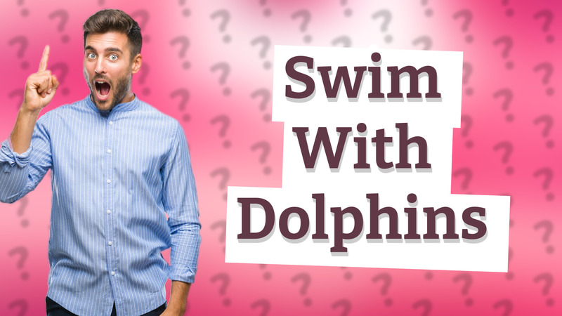 Swim With Dolphins
