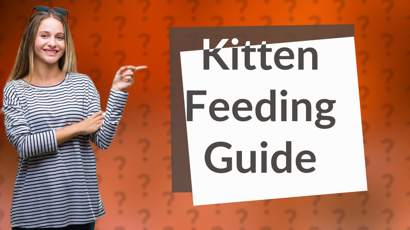 Kitten Feeding Guide