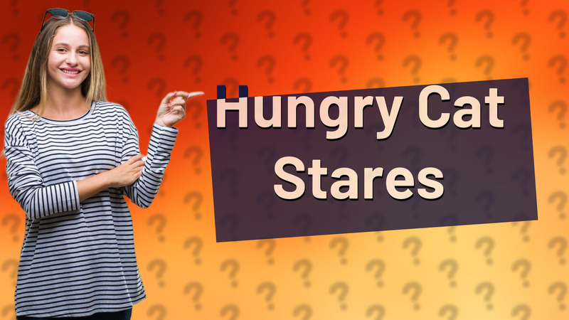 Hungry Cat Stares