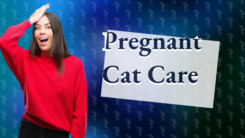Pregnant Cat Care