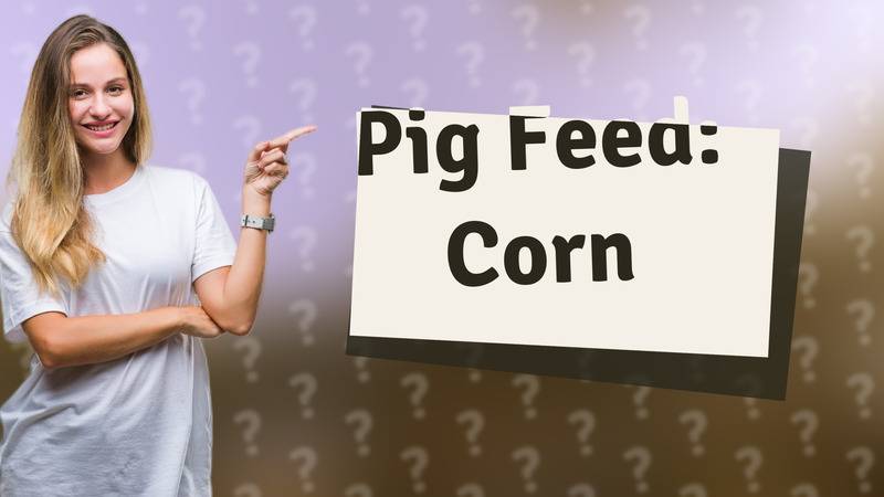 Pig Feed: Corn