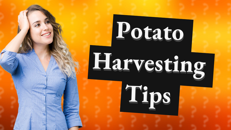 Potato Harvesting Tips