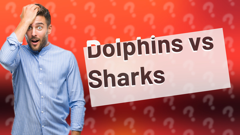 Dolphins vs Sharks