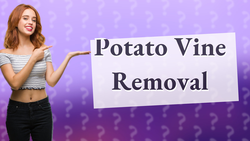 Potato Vine Removal