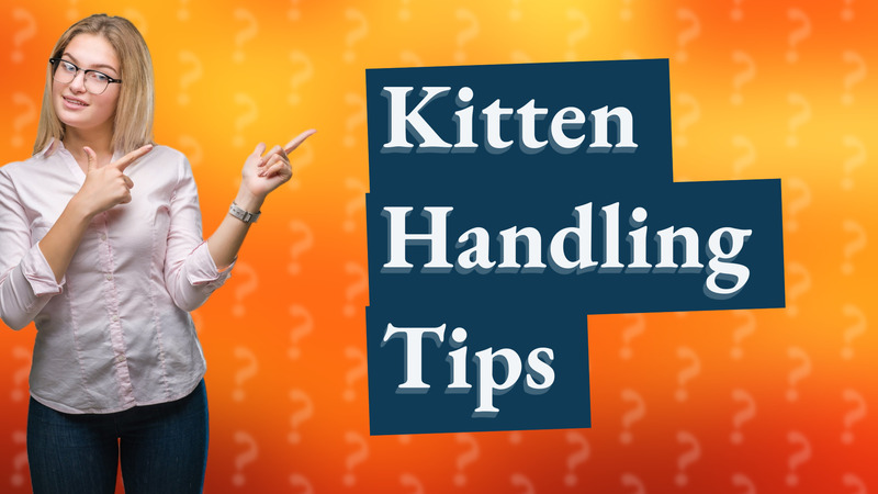 Kitten Handling Tips