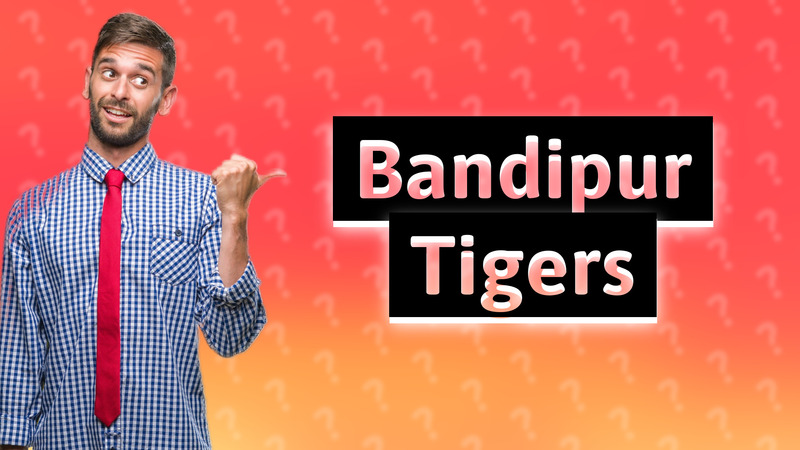 Bandipur Tigers