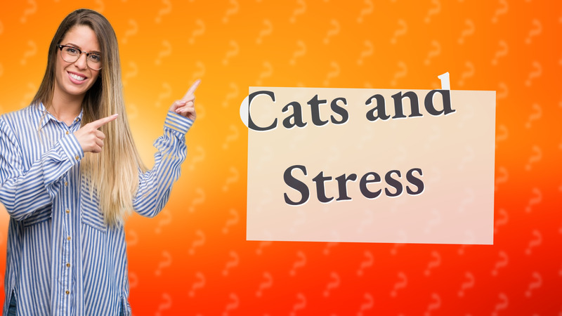 Cats and Stress