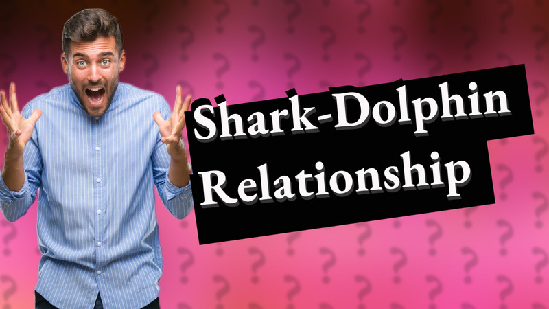 Shark-Dolphin Relationship