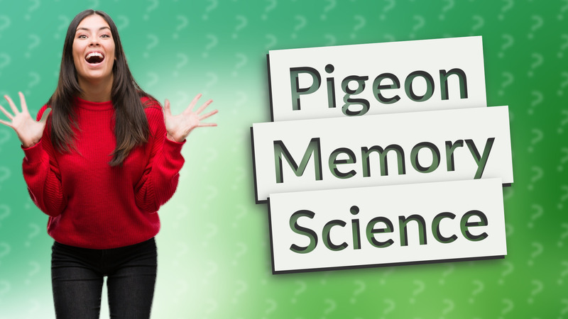 Pigeon Memory Science
