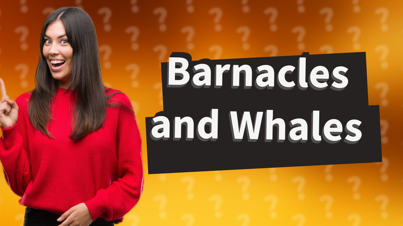 Barnacles and Whales