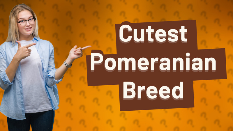 Cutest Pomeranian Breed