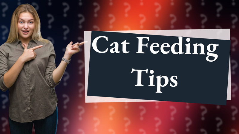 Cat Feeding Tips
