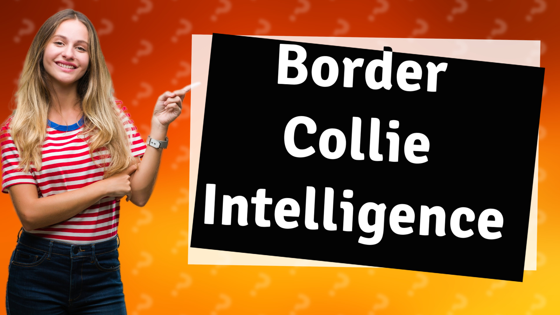 Border Collie Intelligence