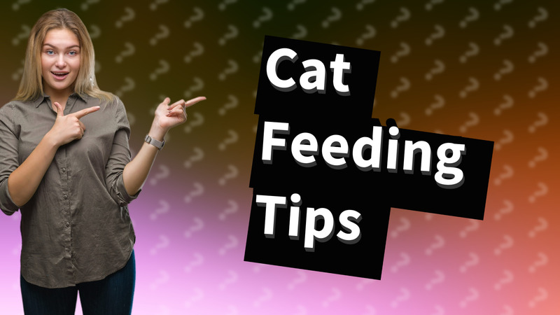 Cat Feeding Tips