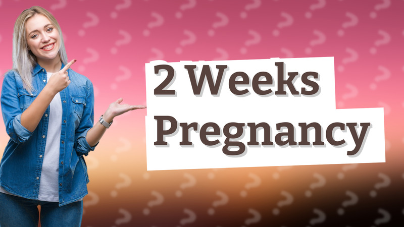 2 Weeks Pregnancy