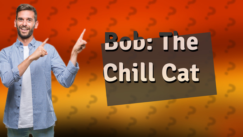 Bob: The Chill Cat