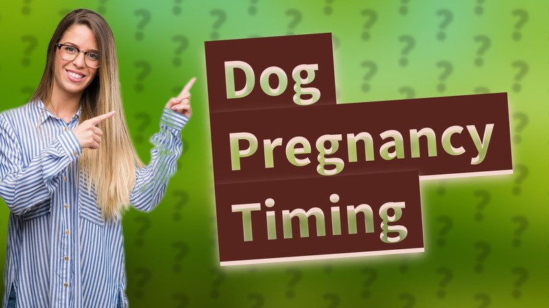 Dog Pregnancy Timing