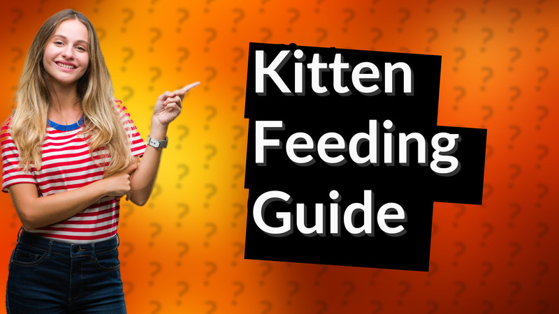 Kitten Feeding Guide