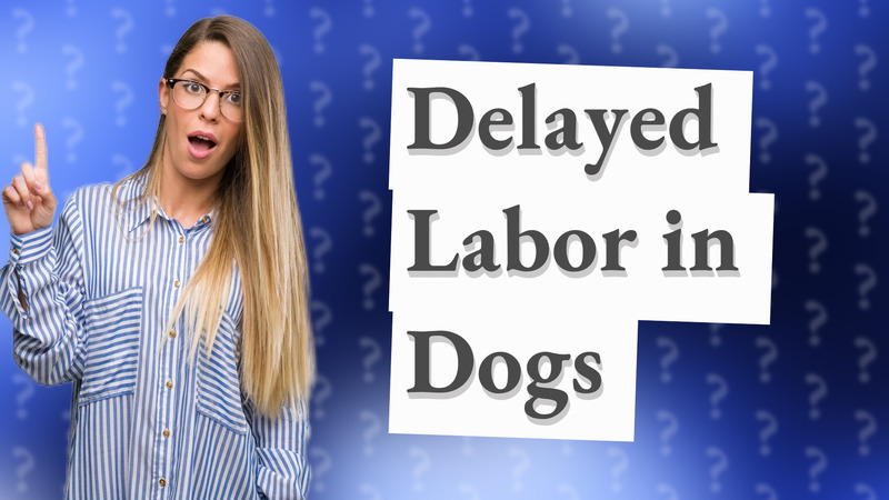 Delayed Labor in Dogs